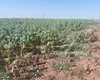 LOVITURĂ pentru agricultorii din Dolj. Culturile de porumb și floarea – soarelui , în pericol: „Nu a mai plouat din 8 iunie”
