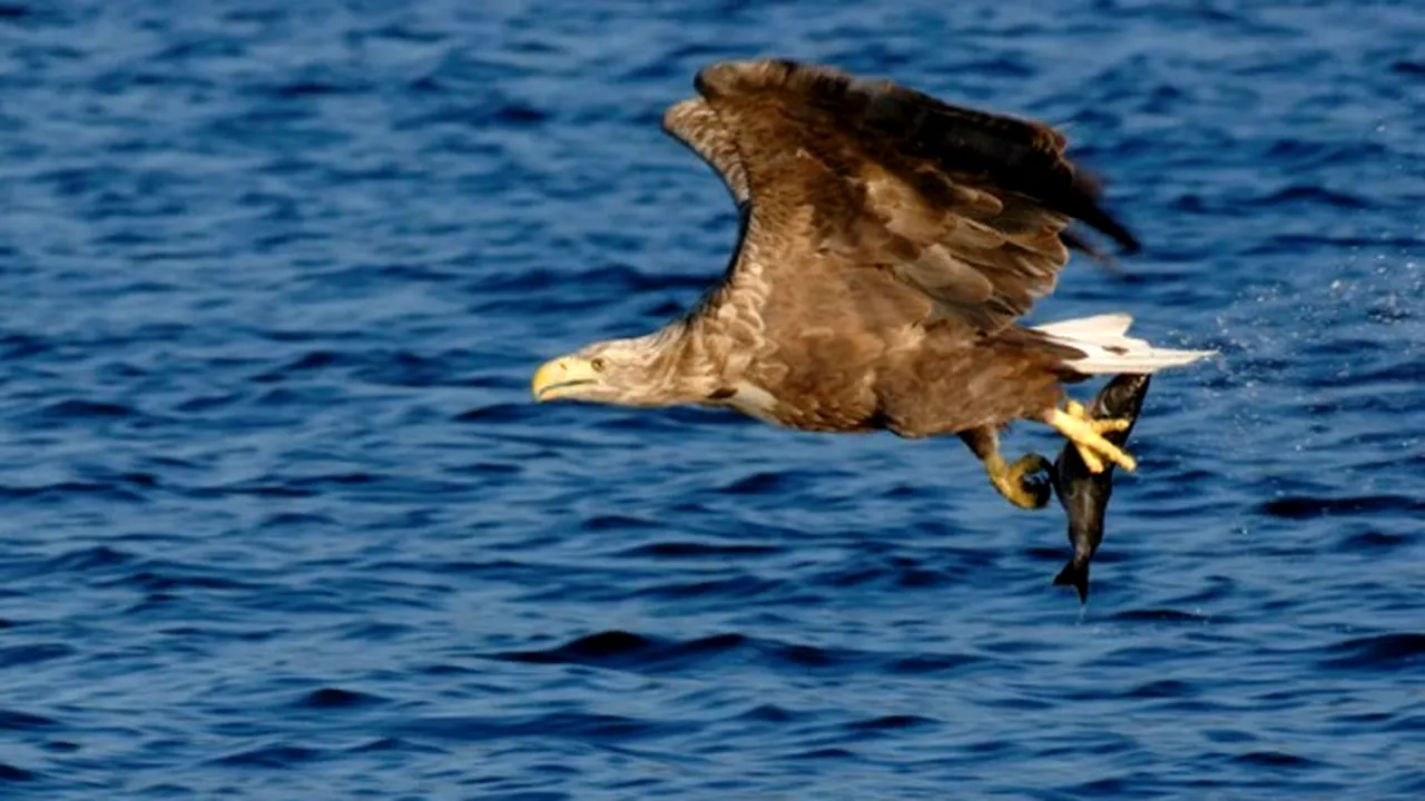 Un vultur codalb, specie aflată pe cale de dispariție, a fost salvat după ce se electrocutase