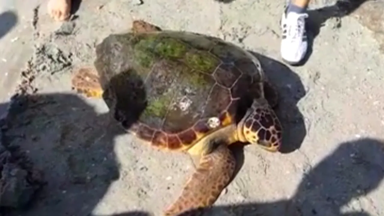 O broască țestoasă uriașă din Marea Mediterană, găsită pe plaja de la Vadu