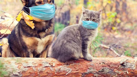 Cum se pot îmbolnăvi de COVID-19 animalele de companie și cum le puteți proteja de virus