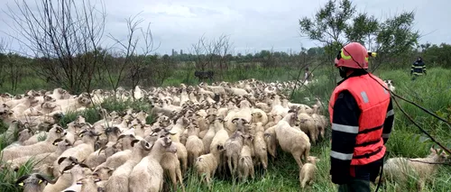 Un cioban și 800 de oi, izolați pe un islaz inundat din județul Dâmbovița. Apa avea o jumătate de metru adâncime (FOTO-VIDEO)