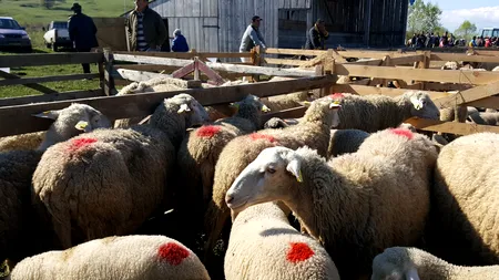 Carnea de miel se vinde cu 20-27 de lei în magazine și piețe. Unde se găsesc cele mai bune oferte