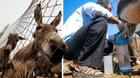 Seceta lovește producția de lapte de măgăriță! Românii cu probleme respiratorii, afectați