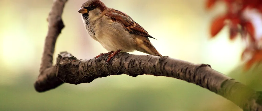 Păsările îşi pierd talentul de a cânta şi uită melodiile pe care le cântă de generaţii (STUDIU)