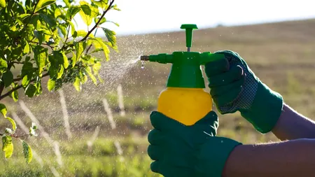 TRATAMENTE. Start la prevenirea și combatarea bolilor și dăunătorilor la plante, arbori și arbuști în parcurile din Capitală