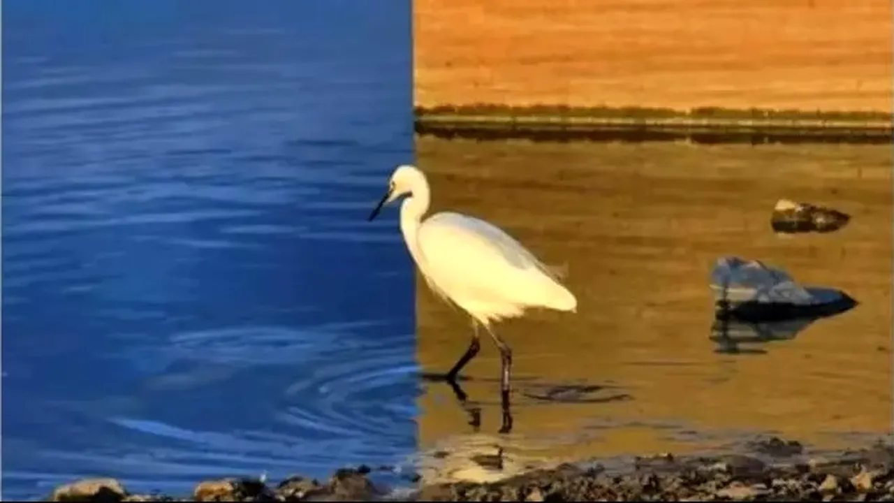 TEST IQ | Iluzie optică pentru genii. Tu în câte secunde realizezi că nu este o fotografie trucată?