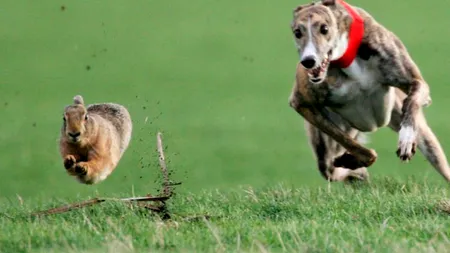 Un bărbat care bracona într-un mod mai puțin obișnuit în Teleorman a fost prins de polițiști. Ce au găsit oamenii legii la locuința acestuia