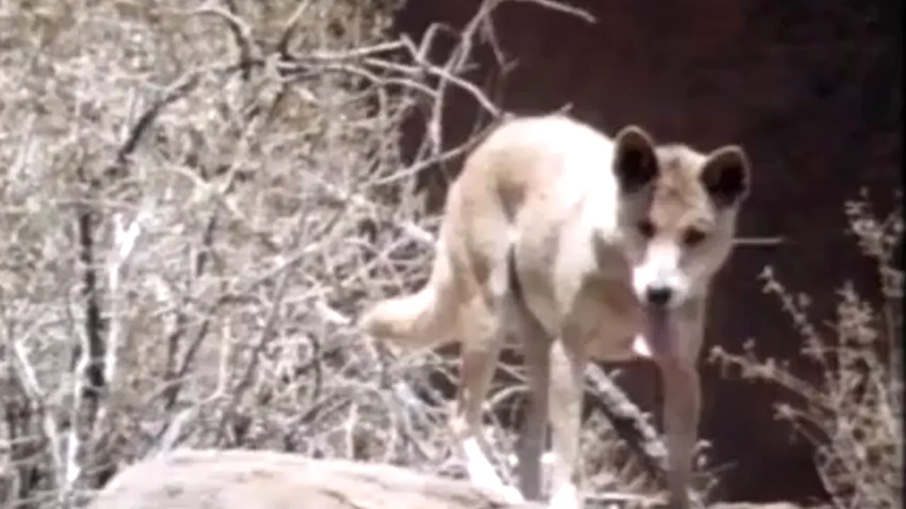 Cazul Azaria Chamberlain, fetița din Australia dispărută în 1980, a fost închis. Copilul a fost RĂPIT DE UN CÂINE DINGO
