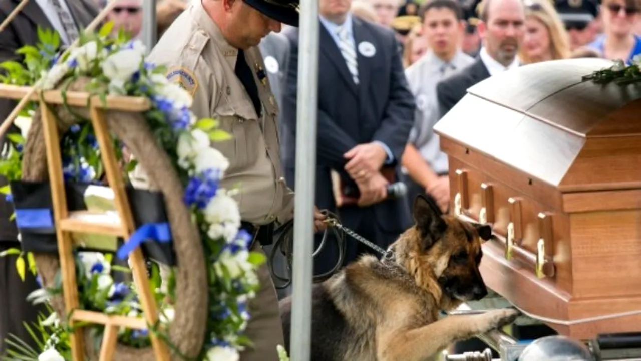 Imagine emoționantă: un câine polițist priveghează sicriul partenerului său