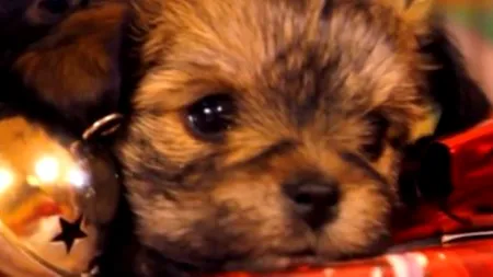 Cum reacționează cățelușii atunci când văd cadouri sub bradul de Crăciun - VIDEO