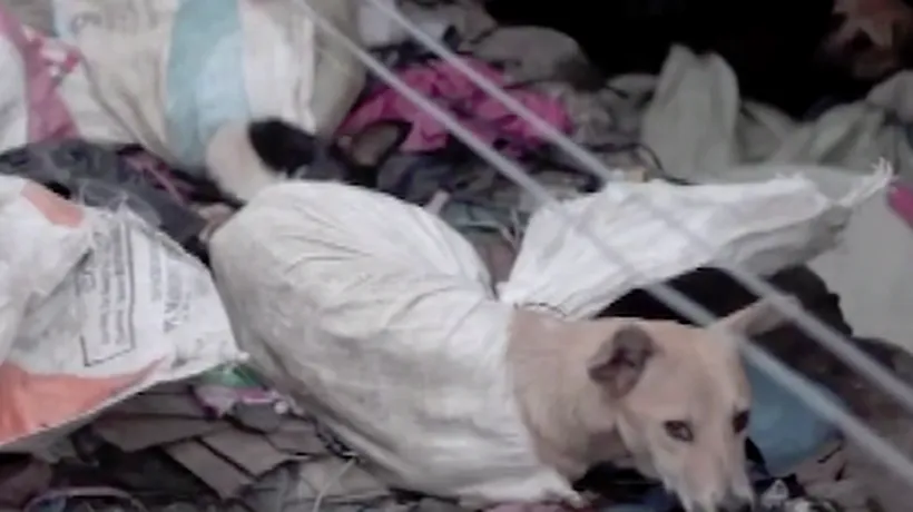 Imagini revoltătoare la un abator de câini. Animalele legate în saci și ucise pentru restaurante - VIDEO