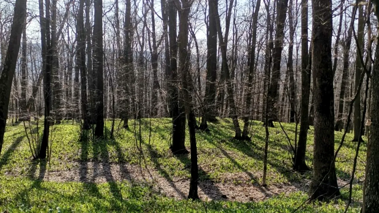 Beneficiile plantei pe care o găsim în piețe doar câteva luni pe an. MINUNEA primăverii