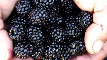 MURE GIGANT, cultivate într-un cartier din Craiova. Motivul pentru care cultivatorul face VIN din ele