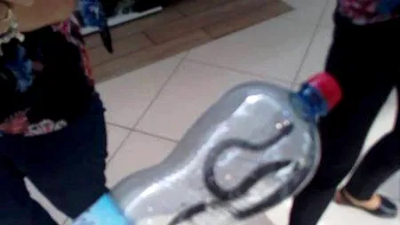 Panică în mall-ul din Târgu-Jiu: Un șarpe a fost descoperit de clienți - FOTO