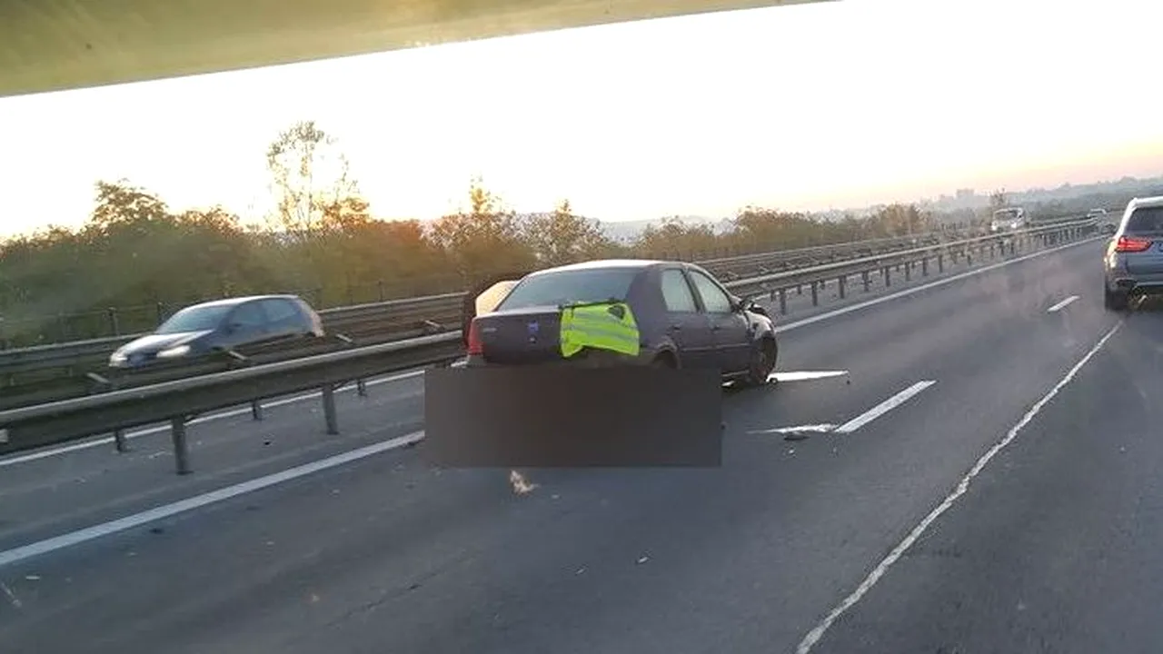 Lipsa gardurilor face victime. Mistreți loviți de mașini pe autostrada A1 Orăștie-Sibiu și București-Pitești