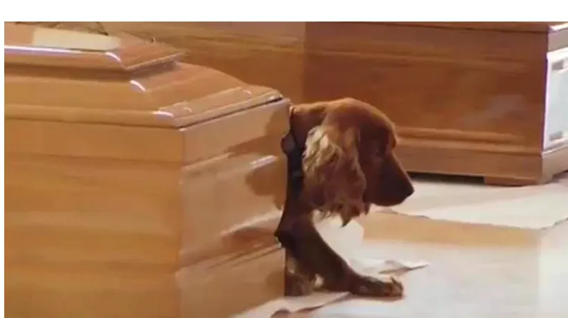 Lecție de loialitate. Ce a făcut un câine după ce stăpânul lui a murit în urma cutremurului din Italia 
