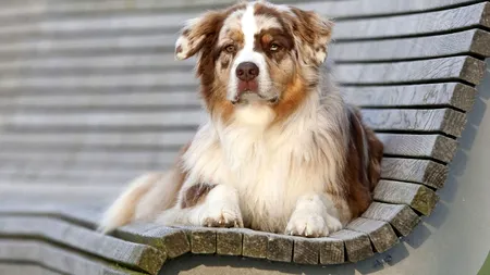 Cruzime de nedescris. Polițiștii fac cercetări după ce un câine a fost găsit spânzurat de o țeavă de gaze, în București