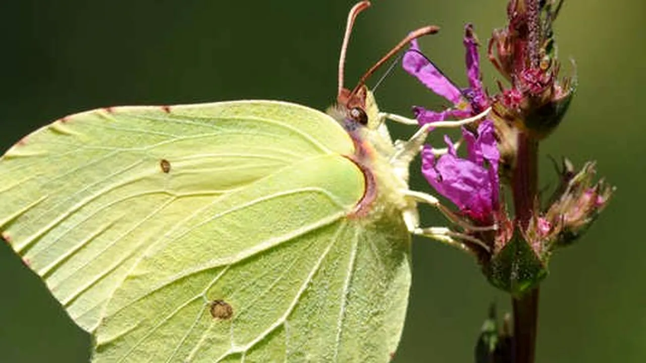 Insectele folosesc camuflajul de peste 100 de milioane de ani