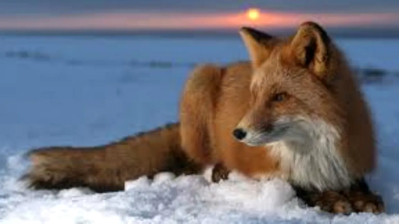 O vulpe a înghețat de vie într-un lac din Suedia. Imagini cu un puternic impact emoțional
