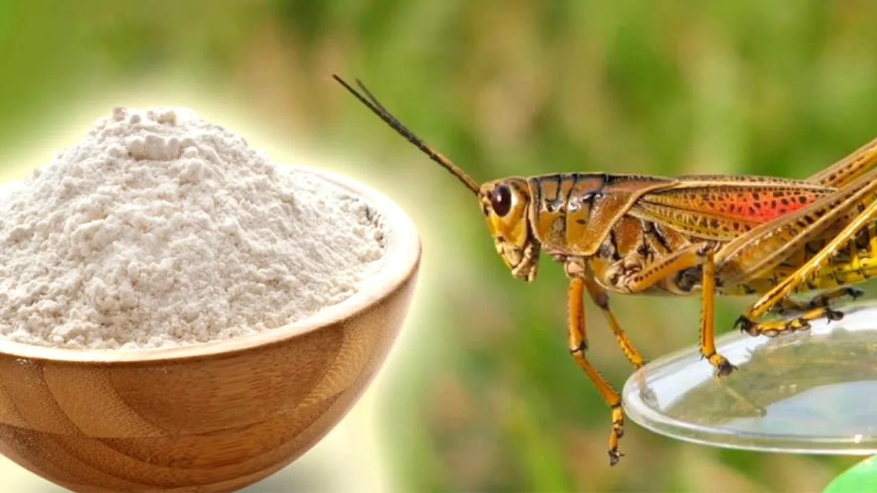 Ce mănâncă, de fapt, greierii care sunt transformați în făină! Făina de greieri a apărut și în România și costă 962 lei/kg