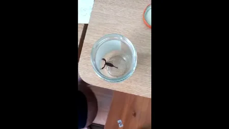 VIDEO | Atenție la scorpioni! O femeie din Iași a fost înțepată după ce a cumpărat banane