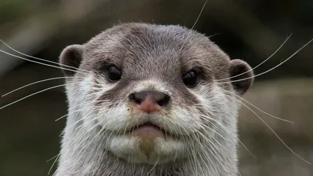 O vidră a ieșit la plimbare după ce a coborât din ambarcațiunea din Portul Tomis. Cum s-a purtat față de turiști