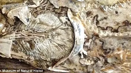 Oamenii de știință au descoperit prima inimă fosilizată într-un animal preistoric