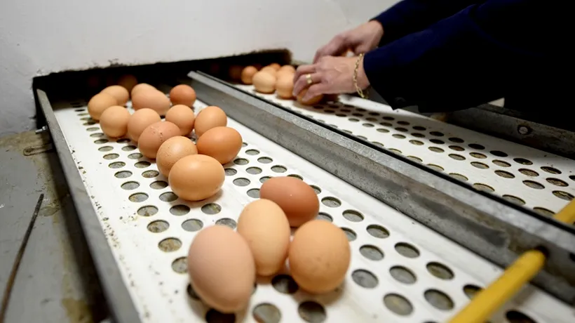 Peste 94.000 de ouă reștampilate și ținute în spații improprii, confiscate de la o fermă din Giurgiu