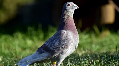 PATRONUL unui restaurant, exasperat de porumbeii care fac mizerie: „Zic să aduci două pisici”