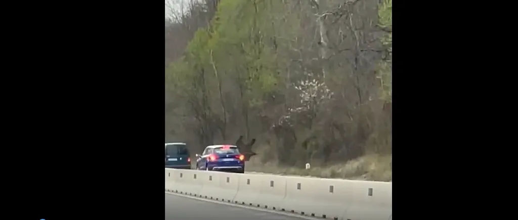 VIDEO | Un urs a fost aruncat pe sus de două mașini, după ce a pătruns pe DN1. Momentul impactului