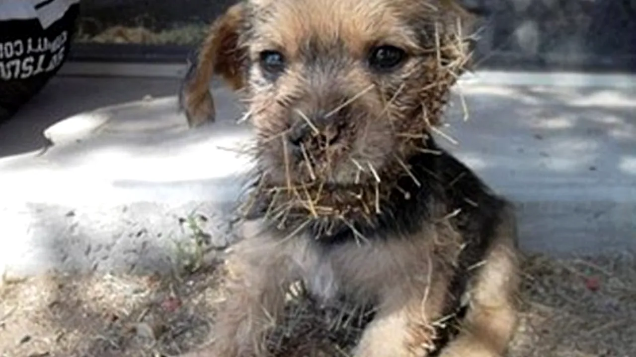 VIDEO. Ce a pățit acest cățeluș după ce a intrat într-un cactus