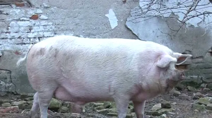 A fost sacrificat unul dintre cei mai mari porci din România
