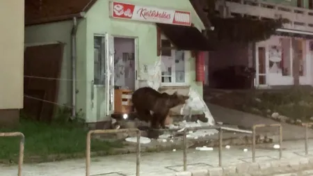 Harghita: Un urs a intrat într-o pensiune din Băile Tuşnad, iar altul a spart ușa unui magazin