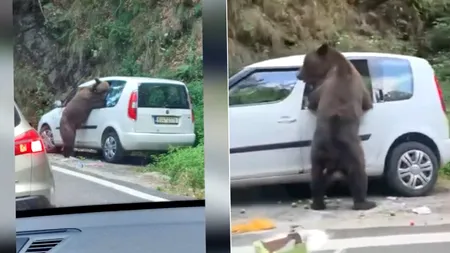 Urs surprins în timp ce distruge o mașină pe Transfăgărășan. Proprietarii plecaseră într-o drumeție