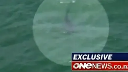 Un regizor din Noua Zeelandă a murit sfâșiat de rechini. VIDEO