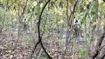 O dronă s-a izbit de un copac într-o pădure din Republica Moldova. Zborul nu a fost înregistrat de sistemele de supraveghere
