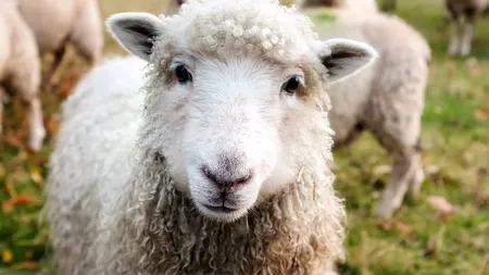 ALERTĂ de pestă în fermele din Tulcea și Constanța. ANSVA a început controalele