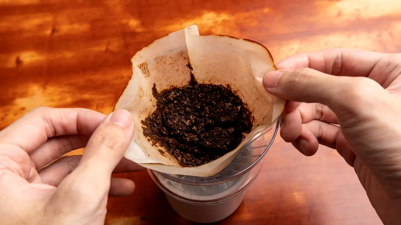 Cercetătorii au transportat tone de zaț de CAFEA într-o pădure. Ce s-a întâmplat... este uluitor!