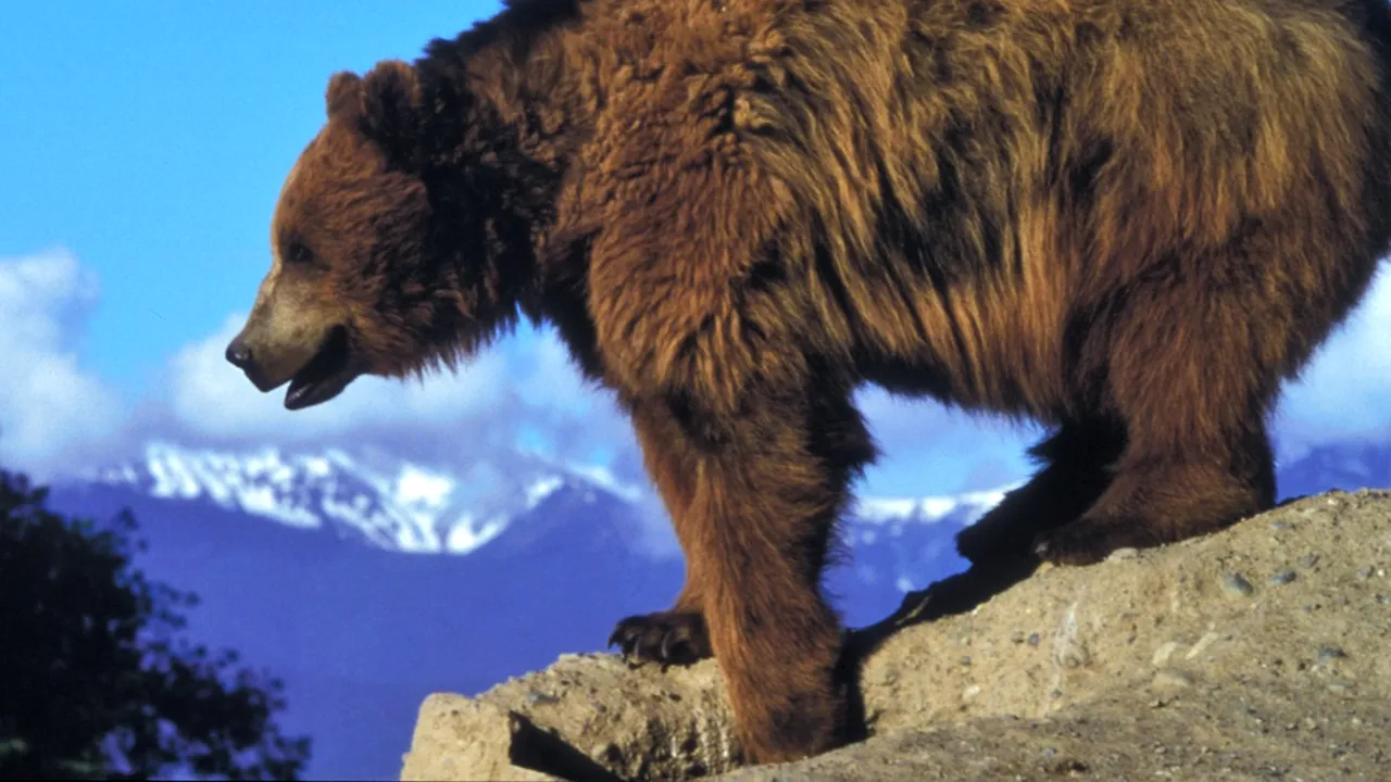 Garda de Mediu, anchetă în cazul ursului ucis în Covasna. Prințul austriac, suspect de braconaj?!