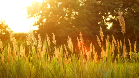 ANM: Temperaturi specifice lunii iulie în următoarele zile