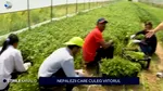 Producătorii agricoli locali nu mai găsesc MUNCITORI pe teritoriul țării noastre și apelează la forța de muncă din Nepal