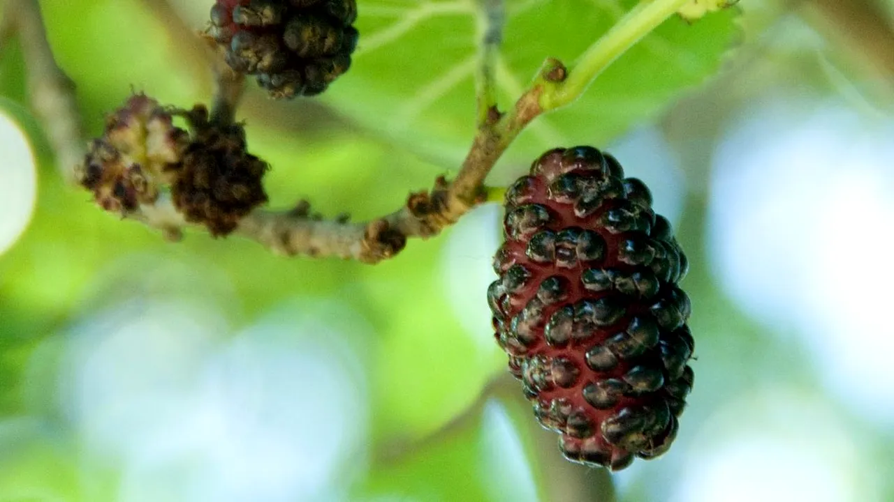 Efectele benefice ale ceaiului din frunze de dud