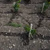 Guvernul francez plătește pentru smulgerea viilor din Bordeaux. Vinul roșu de Bordeaux ar putea ajunge alcool pentru parfumuri