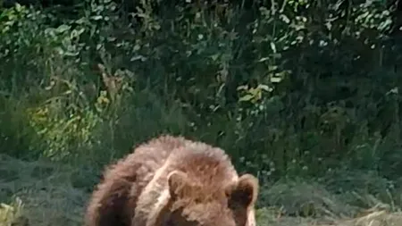 Motociclistul italian a murit cu imaginea ursoaicei năpustindu-se asupra lui. Momentul a fost surprins cu telefonul mobil