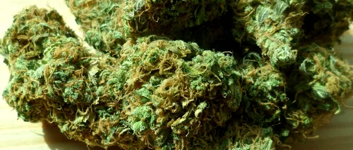 Captură impresionantă în Neamț: Peste 100 kilograme de cannabis, ridicate în urma a două percheziții