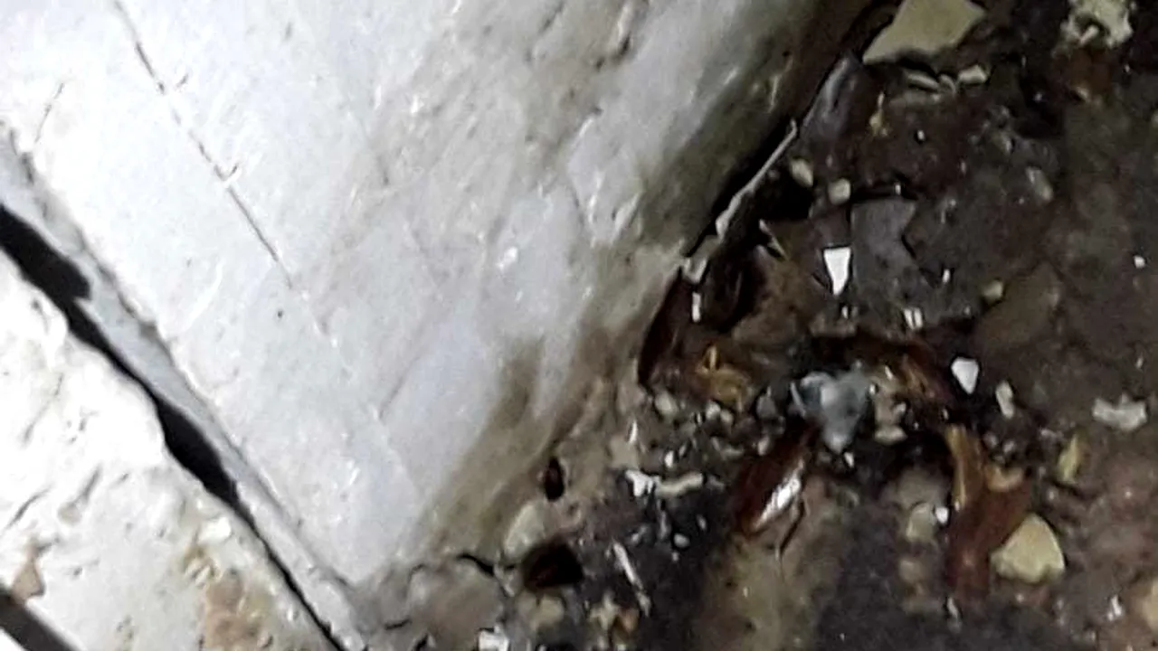 Încep să se ia măsuri: Un mall a închis zona food-court, după ce s-au găsit gândaci la alt centru comercial