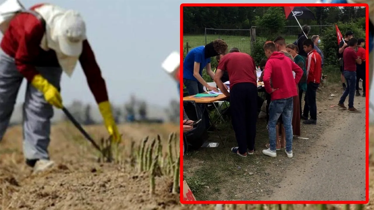 Ce au pățit acești români, după ce s-au dus în Germania la cules de sparanghel. Au crezut că dau lovitura, dar nu a fost deloc așa!