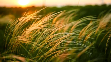 METEO | Cod galben de vânt în mai multe județe din România