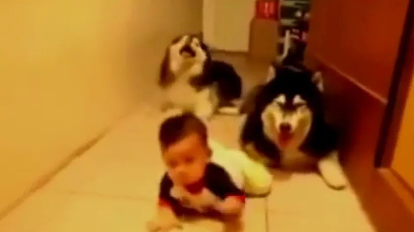 Unul dintre cele mai amuzante clipuri de pe YouTube: ce fac acest băiețel și cei doi câini ai familiei