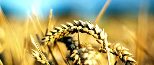 România, producţie istorică de cereale în anul agricol 2021: 34 milioane de tone. Prețul pâinii s-a scumpit
